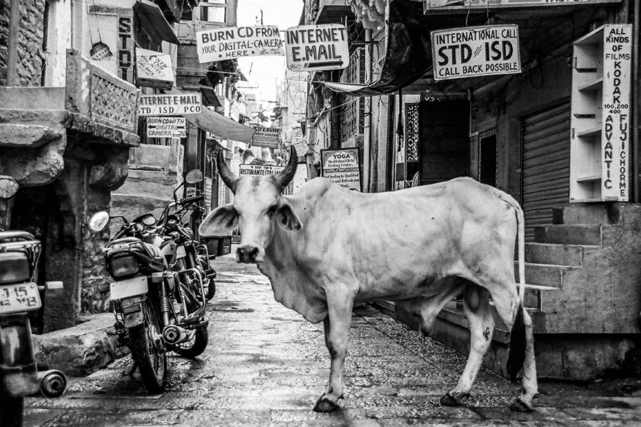 Ein schwarz-weißes Bild zeigt eine helle Kuh stehend auf einer städtischen Straße neben einem Motorrad.